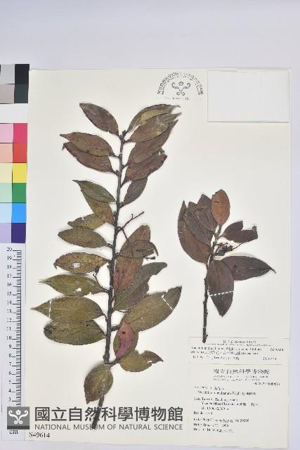 珍珠花、長尾葉越橘藏品圖，第1張