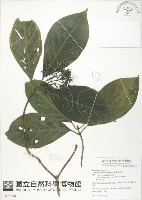 錫蘭玉心花藏品圖，第1張