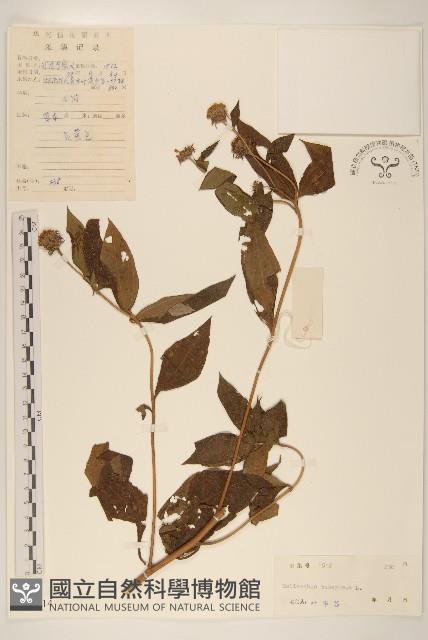 Accession Number:S038614 Collection Image, Figure 1, Total 3 Figures