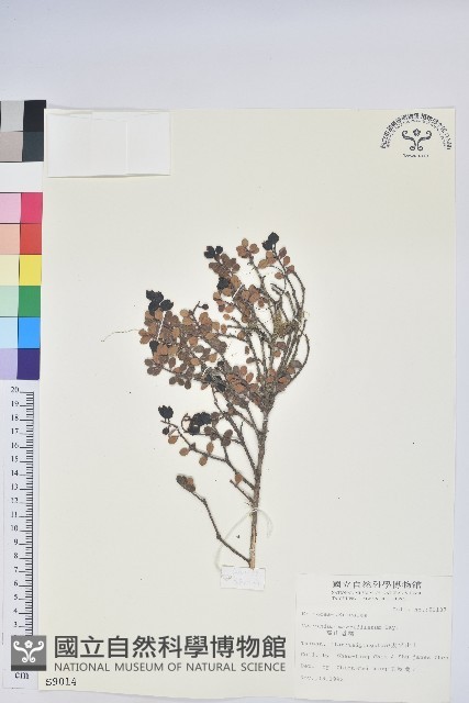 高山越橘藏品圖，第1張