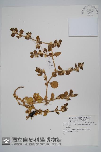 Accession Number:S059014 Collection Image, Figure 1, Total 2 Figures