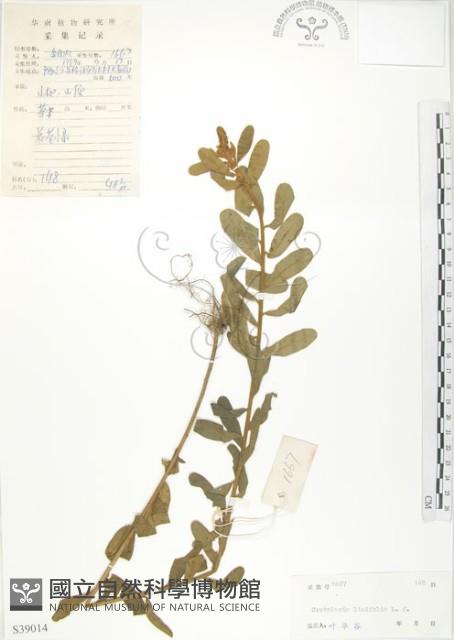 線葉野百合藏品圖，第1張