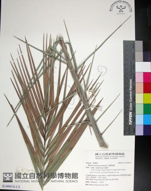 台灣海棗藏品圖，第1張