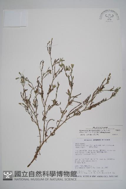 伏毛天芹菜藏品圖，第1張