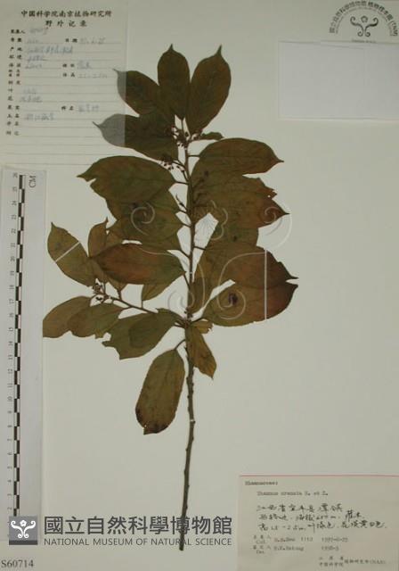 鈍齒鼠李藏品圖，第1張