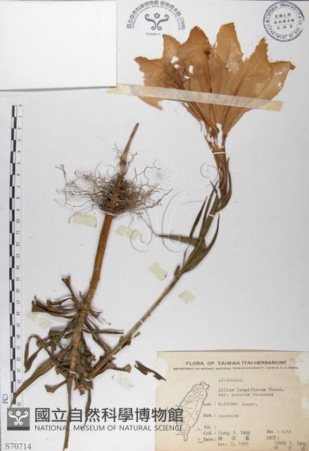 粗莖麝香百合、糙莖麝香百合、鐵炮百合藏品圖，第1張