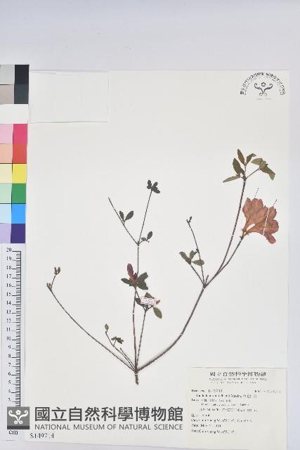 金毛杜鵑藏品圖，第1張