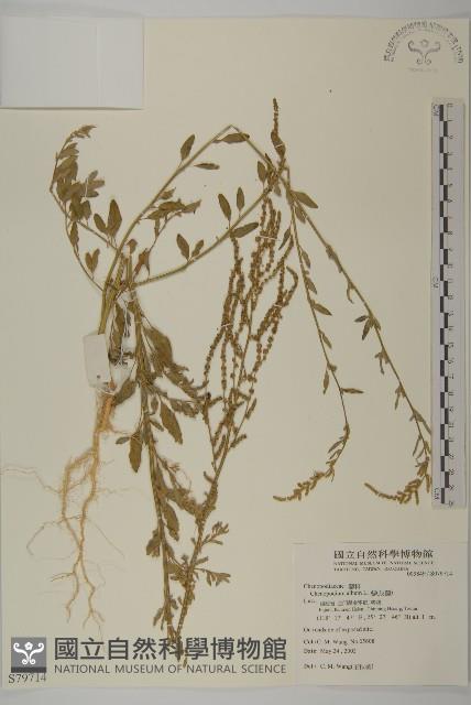 藜、灰藜藏品圖，第1張