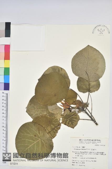 圓葉血桐藏品圖，第1張