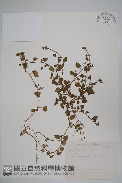 圓葉山梗菜藏品圖，第1張