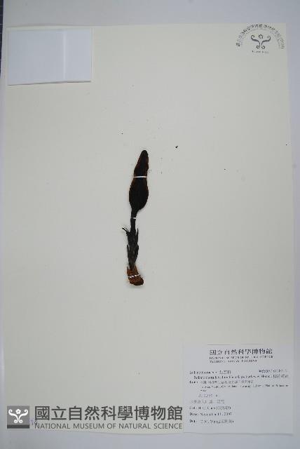 穗花蛇菰藏品圖，第1張