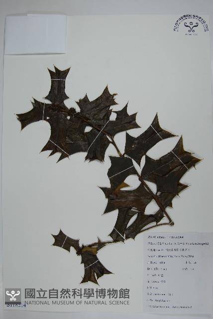 枸骨藏品圖，第1張