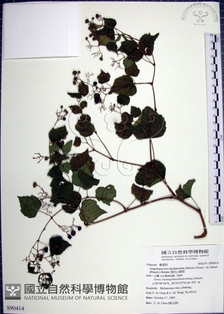 漢氏山葡萄藏品圖，第1張