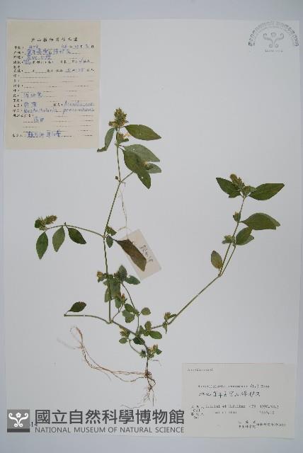 爵床、六角英藏品圖，第1張