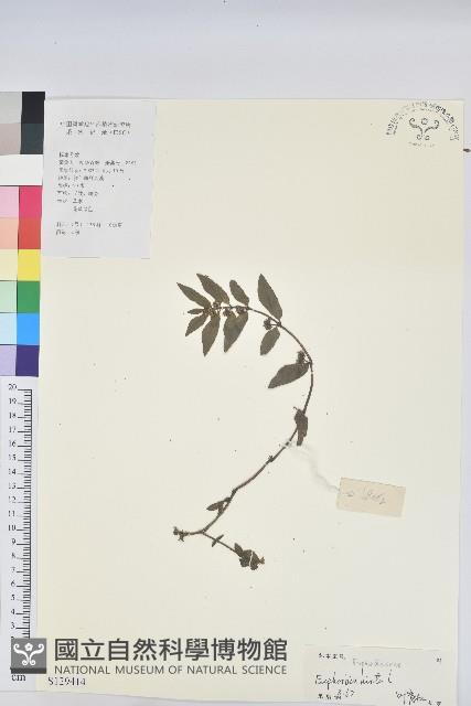 乳仔草藏品圖，第1張