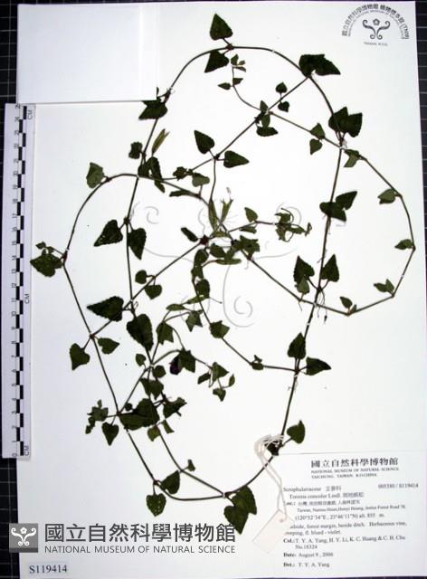 倒地蜈蚣藏品圖，第1張