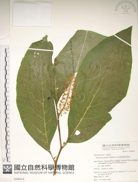 日本商陸、圓果商陸藏品圖，第1張