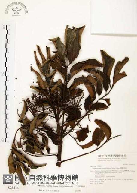 山豬肉藏品圖，第1張