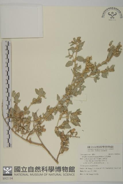 馬氏濱藜藏品圖，第1張