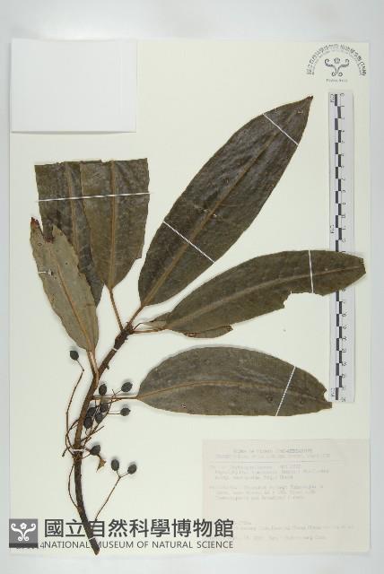 薄葉虎皮楠藏品圖，第1張