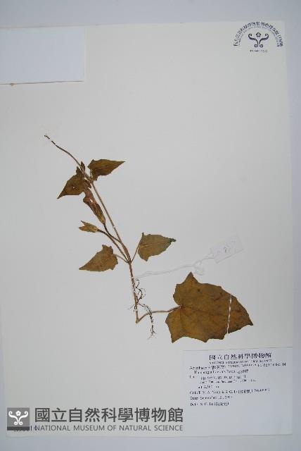 碗花草、老鴉嘴藏品圖，第1張