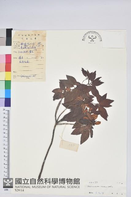 腺萼馬銀花藏品圖，第1張