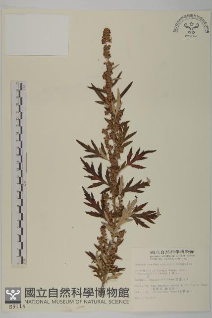 登錄號:S009114藏品圖，第1張