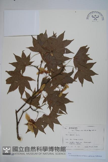 登錄號:S128114藏品圖，第1張