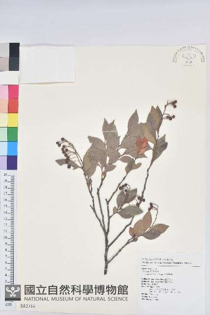 大葉越橘、來特氏越橘藏品圖，第1張