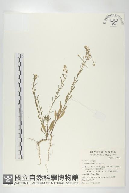 獨行菜藏品圖，第1張