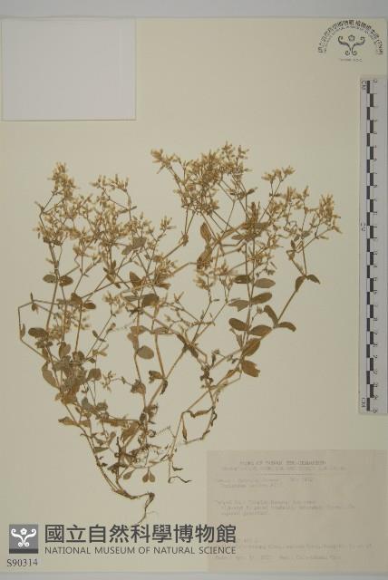 卷耳藏品圖，第1張