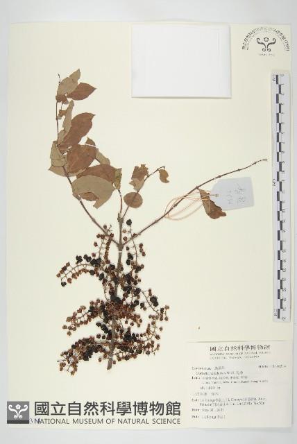 馬桑藏品圖，第1張