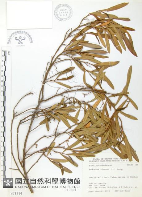 車桑子藏品圖，第1張