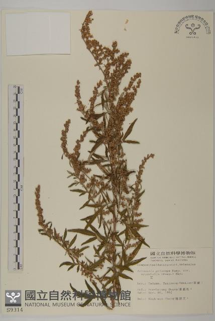 中南蒿藏品圖，第1張