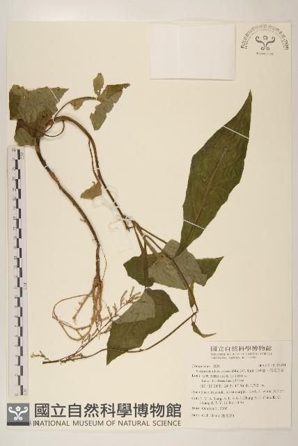 山苦藚、假福王草藏品圖，第1張