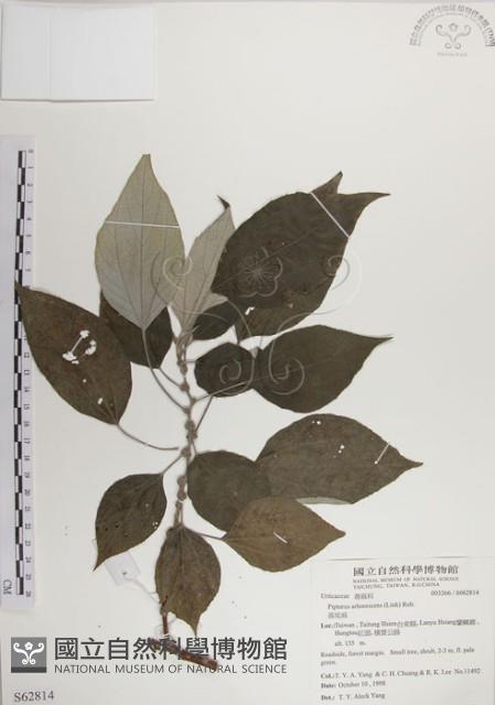 落尾麻藏品圖，第1張