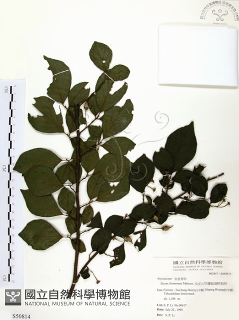 烏皮九芎、奮起湖野茉莉藏品圖，第1張