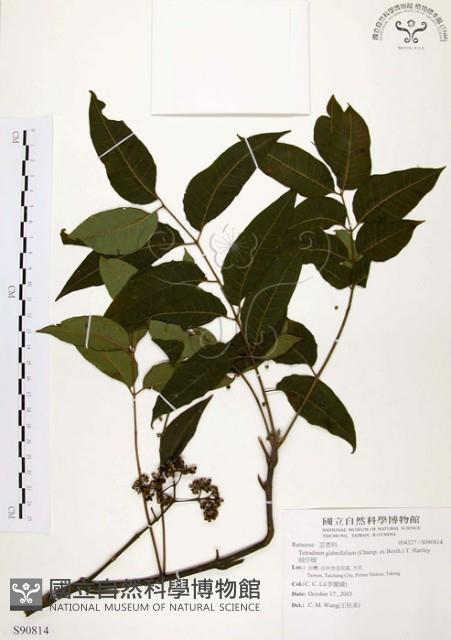 賊仔樹藏品圖，第1張