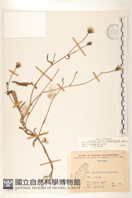 玉山毛蓮菜藏品圖，第1張