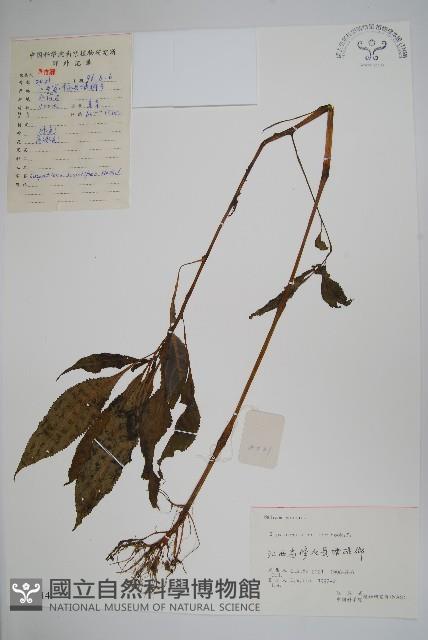 黃金鳳藏品圖，第1張