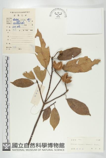 猴歡喜藏品圖，第1張