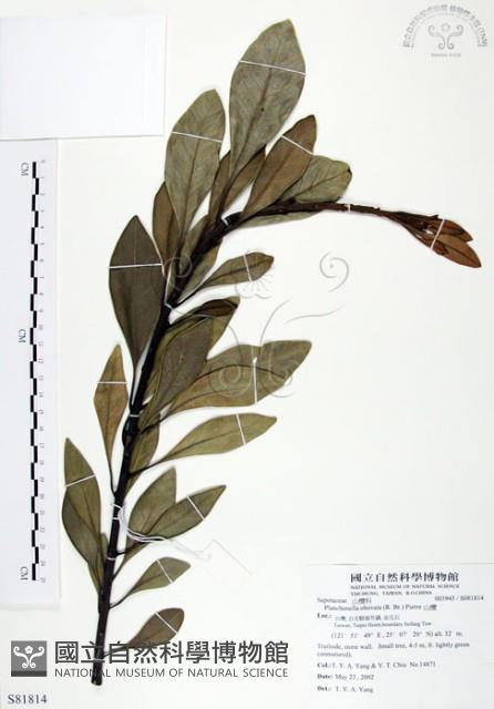 山欖、樹青藏品圖，第1張