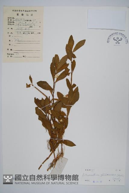 空心蓮子草藏品圖，第1張