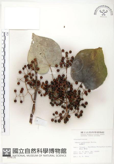 山桐子藏品圖，第1張