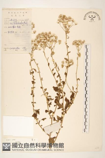 一枝香藏品圖，第1張