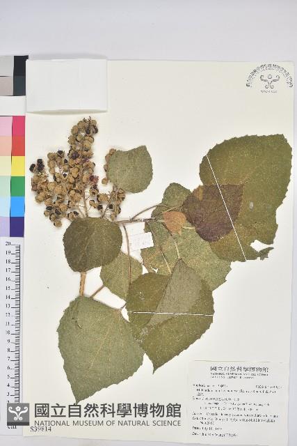 蟲屎藏品圖，第1張