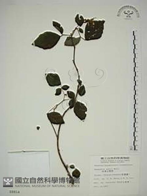 波葉山螞蝗藏品圖，第1張