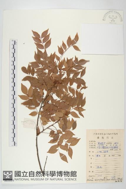 紅葉藤藏品圖，第1張