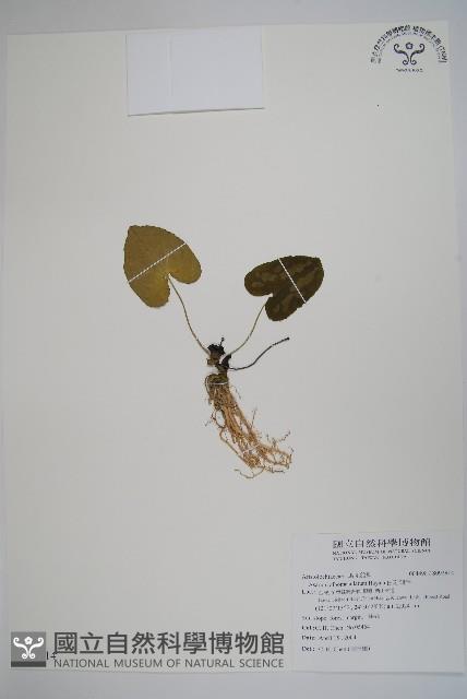 白斑細辛藏品圖，第1張