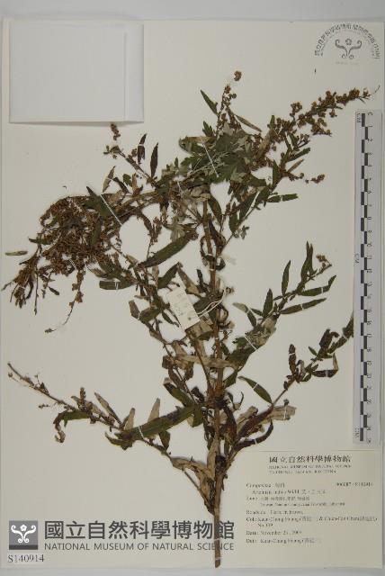 中南蒿藏品圖，第1張